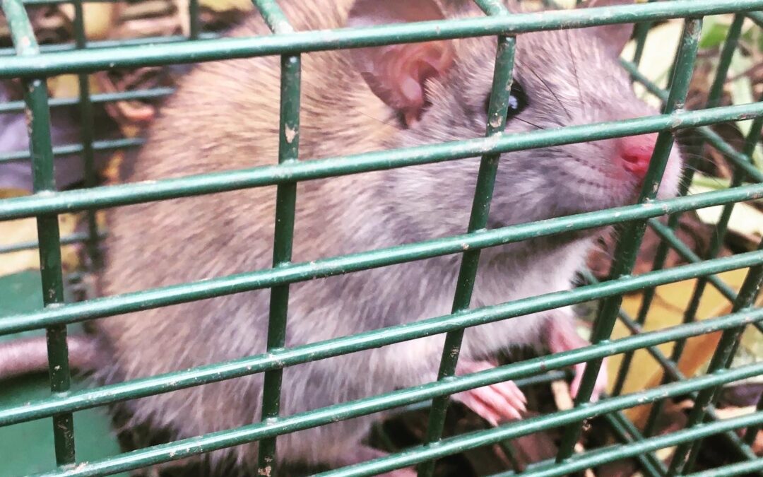 THE EARTH SHOW (Winter 2023) – “Save the Rats!”